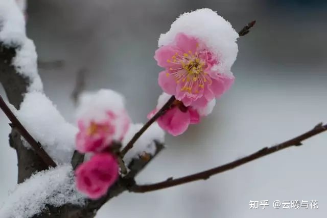 梅花的那些事儿，你知道几个？（上）