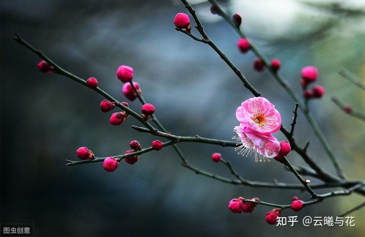 梅花的那些事儿，你知道几个？（上）