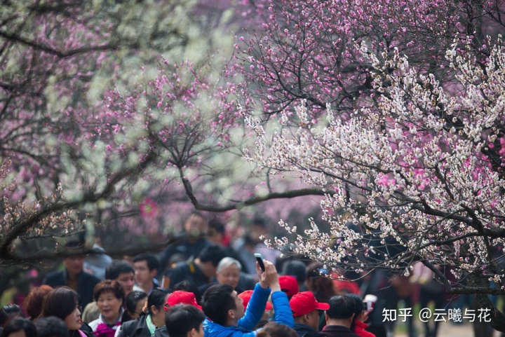 梅花的那些事儿，你知道几个？（上）