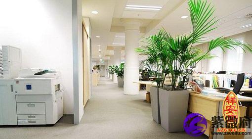 办公室适合摆放的植物有哪些风水植物呢？？