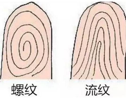 从指纹看三个斗七个簸箕，你知道多少？