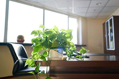 办公室招财植物风水的布局效果有哪些？如何布局