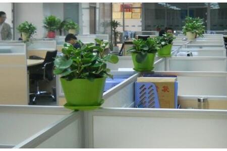 办公室植物摆设？老板办公桌上放什么植物好？