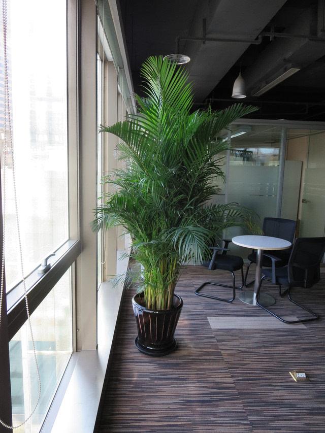 办公室植物摆设的摆放方法有哪些？怎么办？