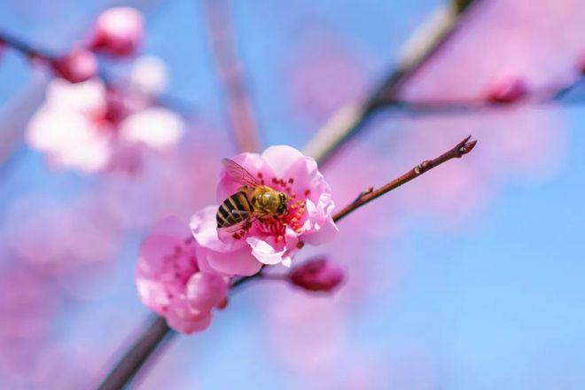 风水堂：梅花易数算手机号是算哪几位