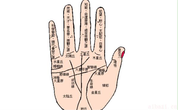 女性右手手相四大主线解析：生命线、智慧线、感情线、事业线